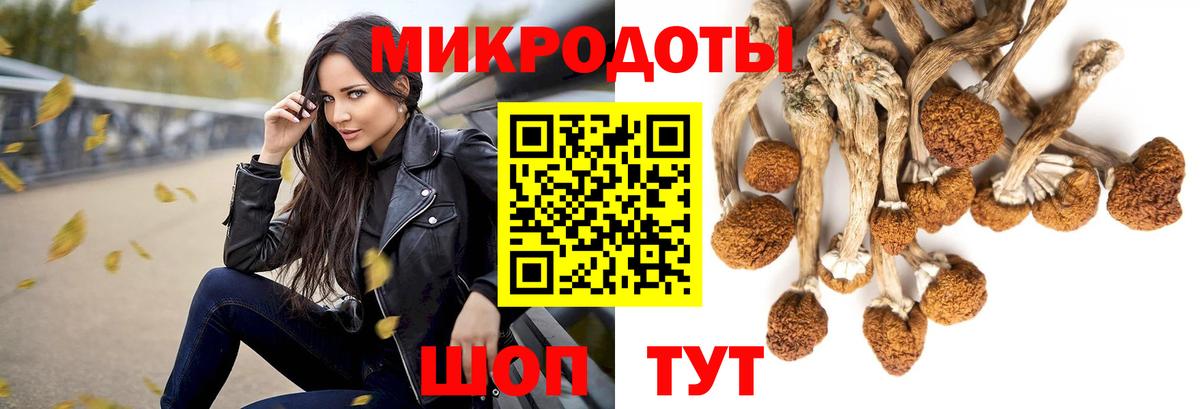 Псилоцибиновые грибы Psilocybe Березники